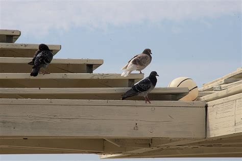 pigeons living on my roof